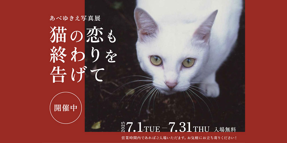 【7/1～7/31】あべゆきえ「猫の恋」アフター写真展『猫の恋も終わりを告げて』を開催