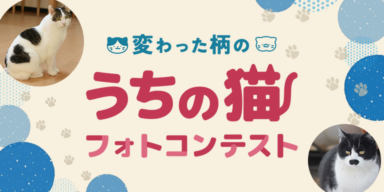 【8/31まで応募期間延長】manu&bolの公式Instagramにて、「変わった柄のうちの猫フォトコンテスト」を開催中！