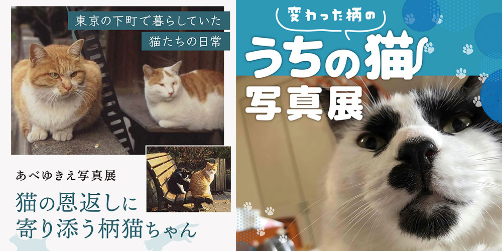 【12/15~12/25】あべゆきえ「猫の恩返し」アフター写真展『猫の恩返しに寄り添う柄猫ちゃん』&『変わった柄のうちの猫 写真展』を同時開催