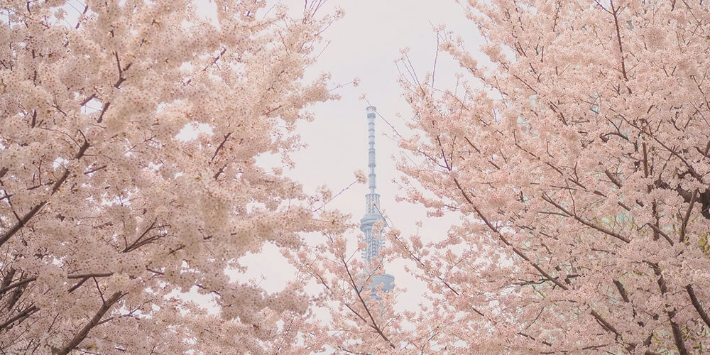 3月14日(土)・15日(日)開催の「すみだキッズ春フェス2026 in 錦糸公園」に出店します